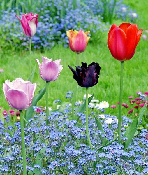 photo "Tulips and forget-me-nots" tags: nature, flowers