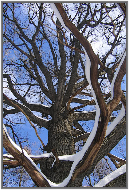 photo "The owner of a wood" tags: nature, landscape, flowers, winter