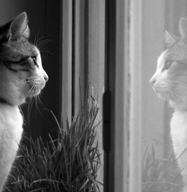 фото "looking through the window" метки: природа, домашние животные
