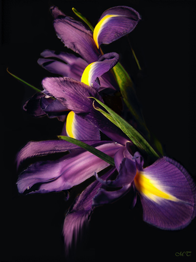 фото "Schwertlilien" метки: природа, макро и крупный план, цветы