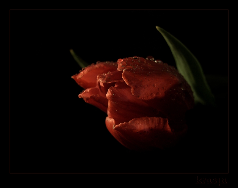 photo "***" tags: nature, macro and close-up, flowers