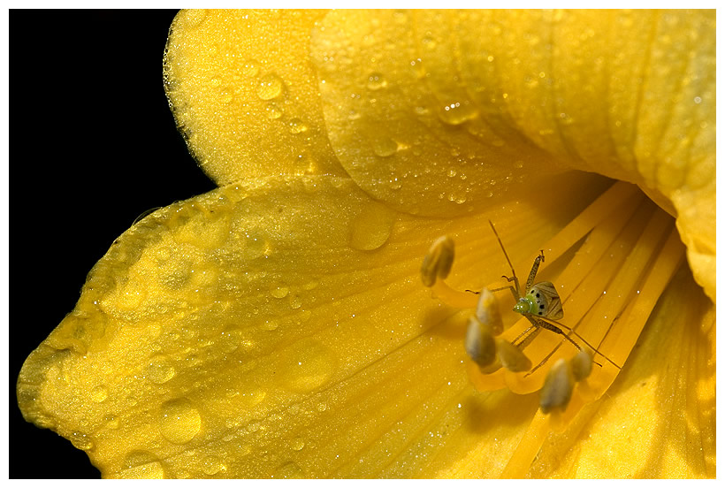 photo "***" tags: nature, macro and close-up, flowers