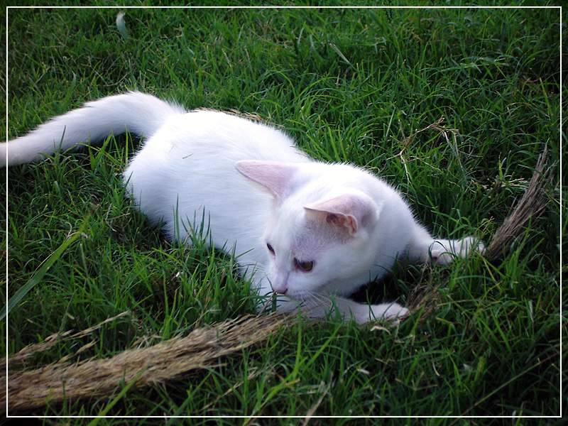 photo "cat" tags: nature, pets/farm animals