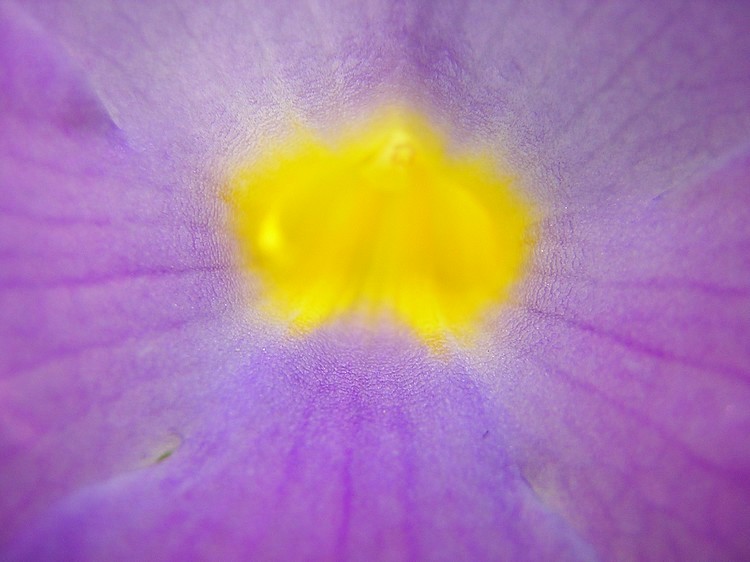 photo "Psychedelic tunnel" tags: macro and close-up, nature, flowers