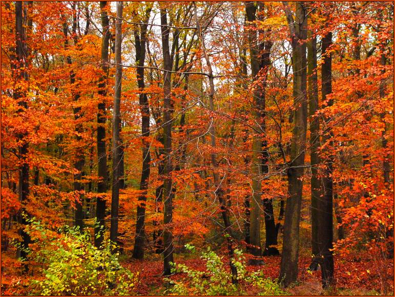 photo "A week before the snow" tags: landscape, travel, Europe, forest