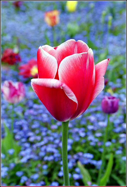 photo "Red tulip!" tags: nature, flowers