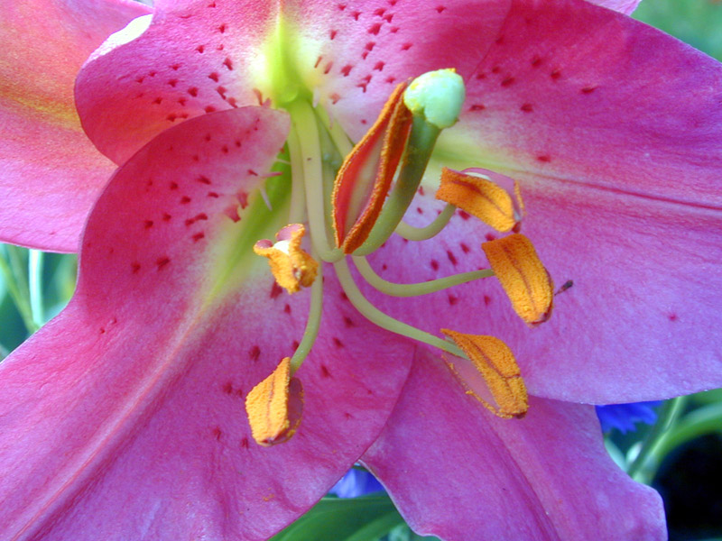 photo "Harmony of male and female 2" tags: macro and close-up, 