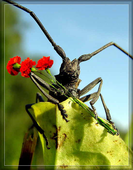 photo "And again with a holiday!" tags: nature, montage, insect