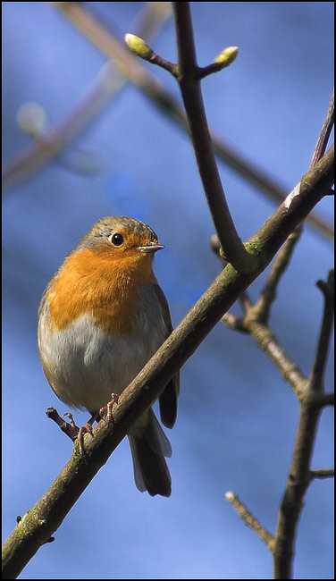 photo "cheeky robin" tags: nature, wild animals