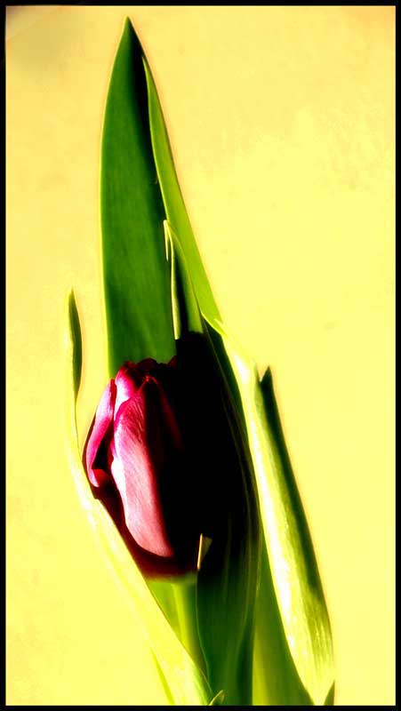 фото "waiting for spring.." метки: , 