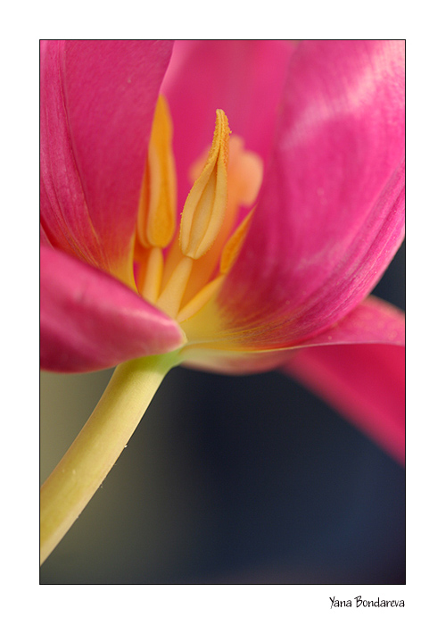 photo "***" tags: nature, macro and close-up, flowers