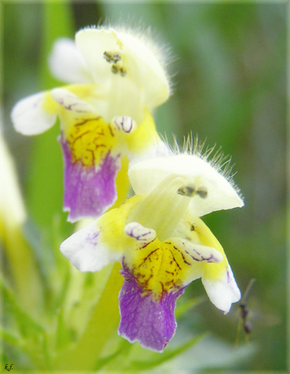 photo "***" tags: nature, flowers, insect