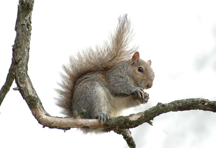 photo "Out on a limb" tags: , 