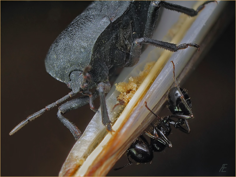 фото "АНТИПОД" метки: макро и крупный план, природа, насекомое