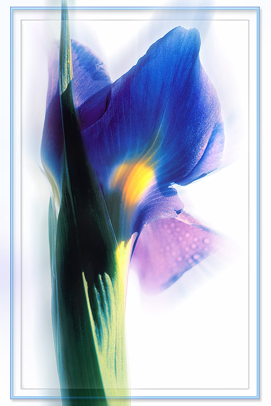 photo "Dark blue glass" tags: nature, flowers
