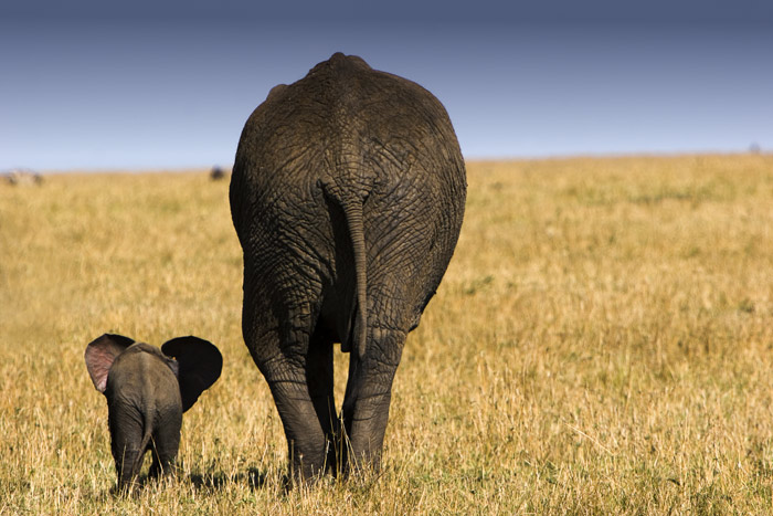 фото "..." А потом, маленький и очень хра-абрый слоненок, как ты, Джамбо..."" метки: путешествия, природа, Африка, дикие животные