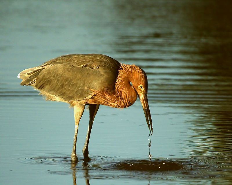 photo "Drops of Water" tags: nature, wild animals