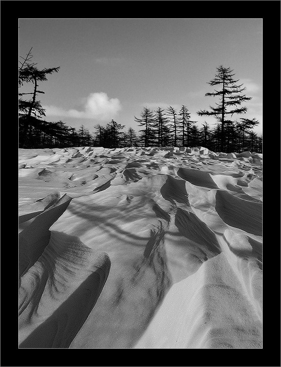 photo "Когда к ветру приходит вдохновение / When Inspiration Comes to the Wind" tags: landscape, forest, winter