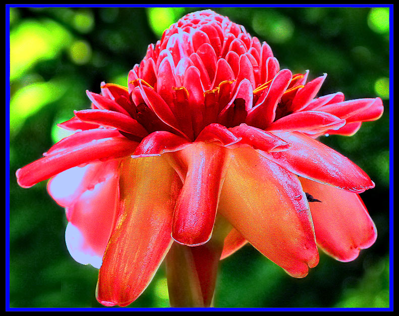 photo "Too Red for Artichoke" tags: macro and close-up, nature, flowers