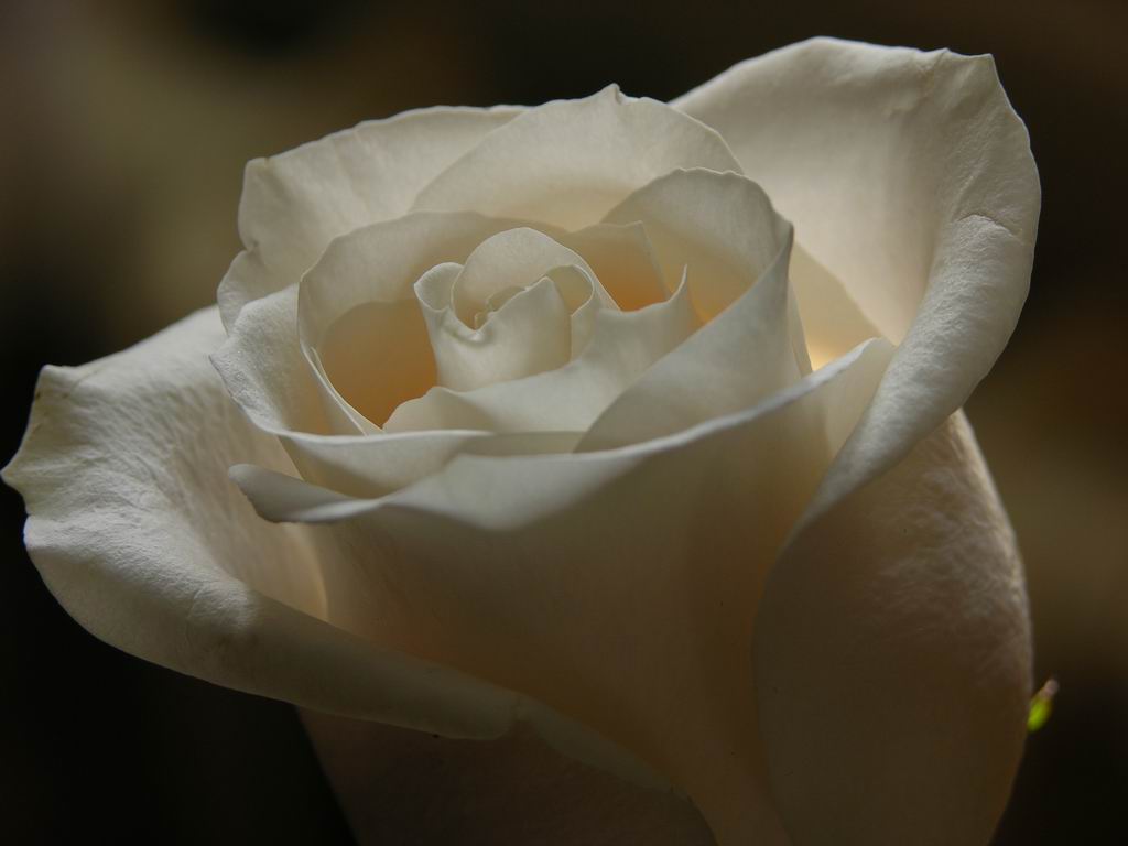 фото "Rose 4" метки: природа, цветы