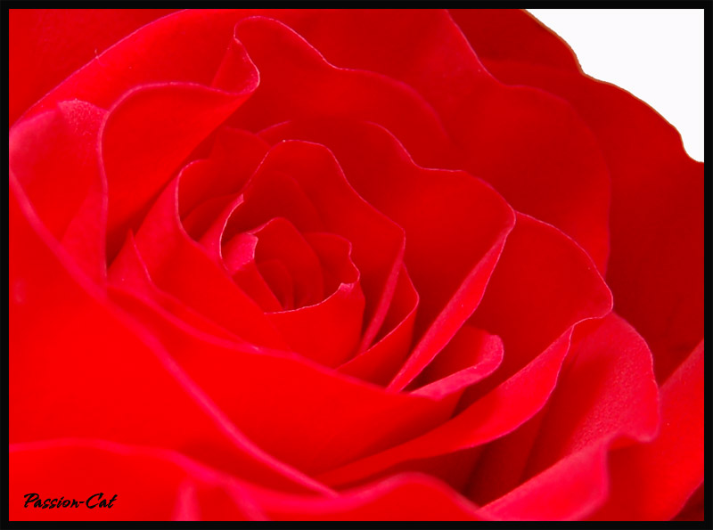 фото "i don't know" метки: природа, цветы
