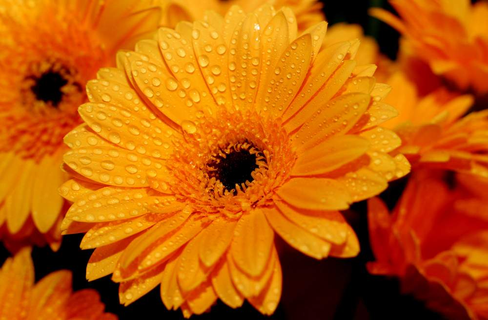 photo "flower of egypt" tags: nature, flowers
