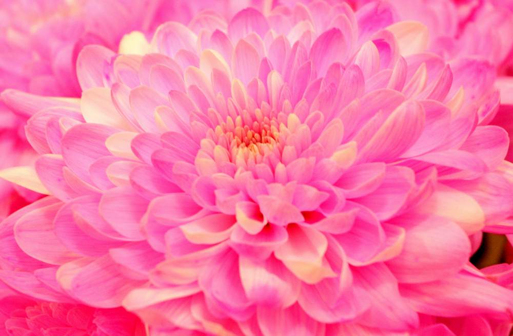 фото "flower of egypt" метки: природа, цветы