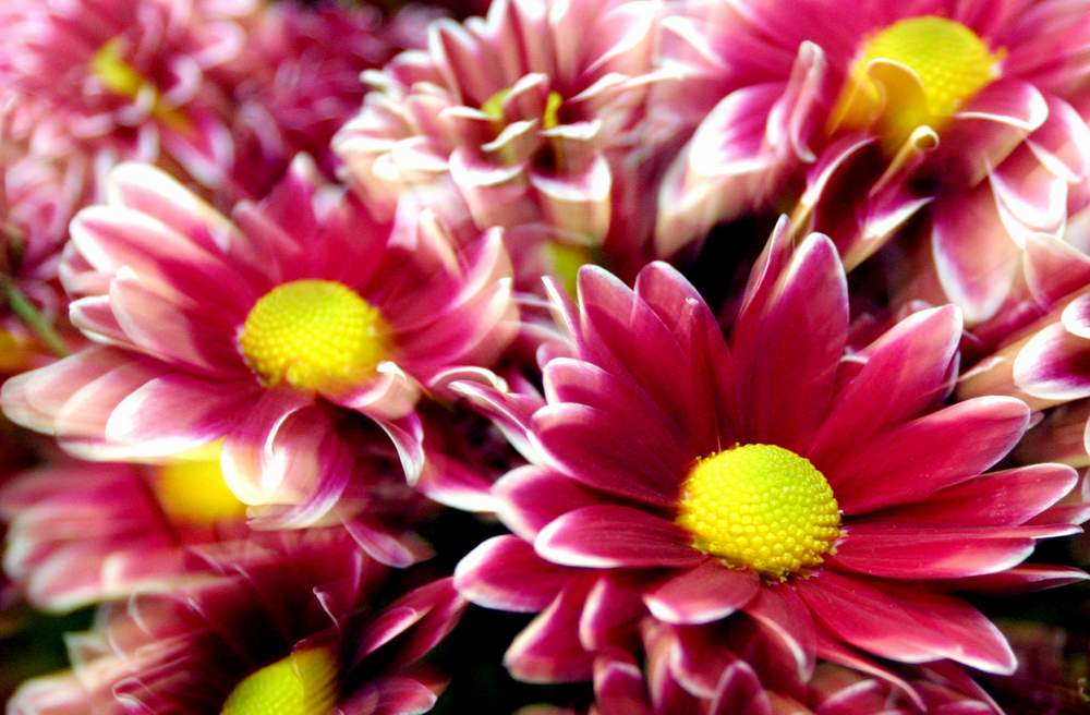 photo "flower of egypt" tags: , 