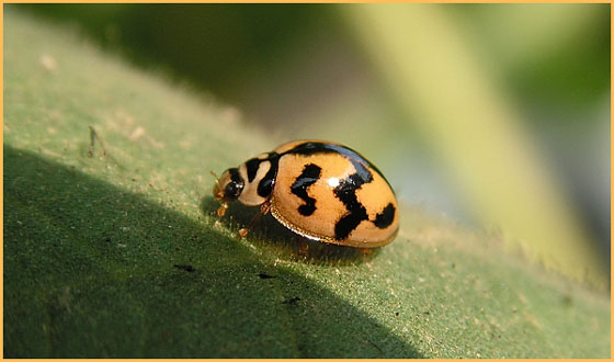 photo "Ms.beetal doing moring walk" tags: nature, insect