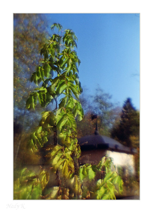 photo "Autumn smile to young spring-)" tags: landscape, nature, autumn, flowers