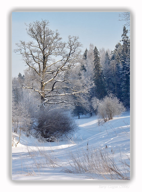 фото "Этюд заснеженного парка" метки: пейзаж, зима, лес