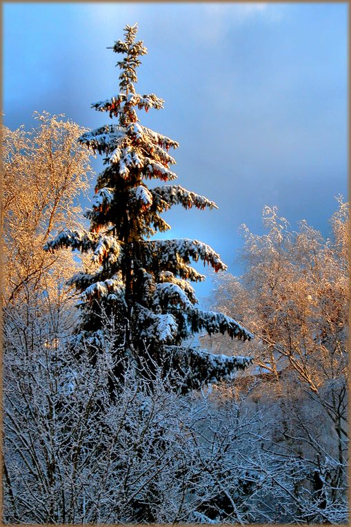 photo "Sol y sombra" tags: landscape, nature, flowers, winter