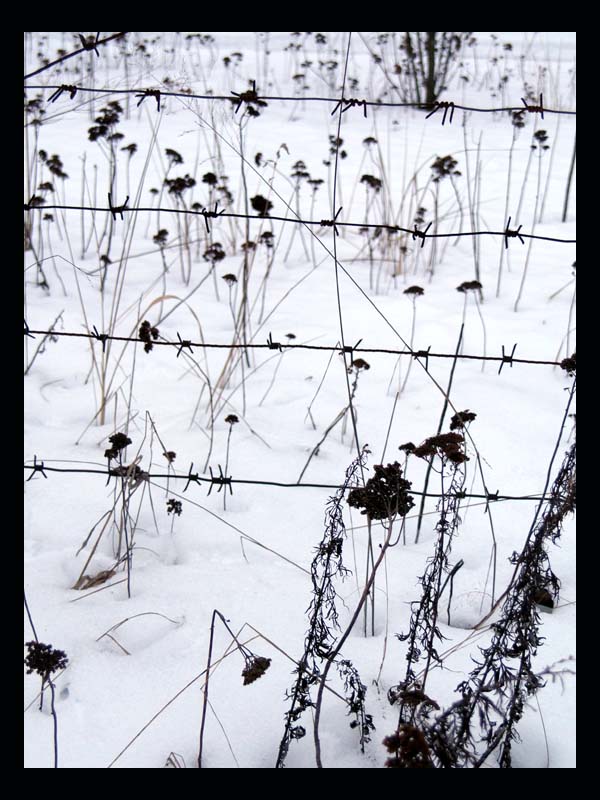 photo "Barbed wire. The border" tags: travel, reporting, Europe