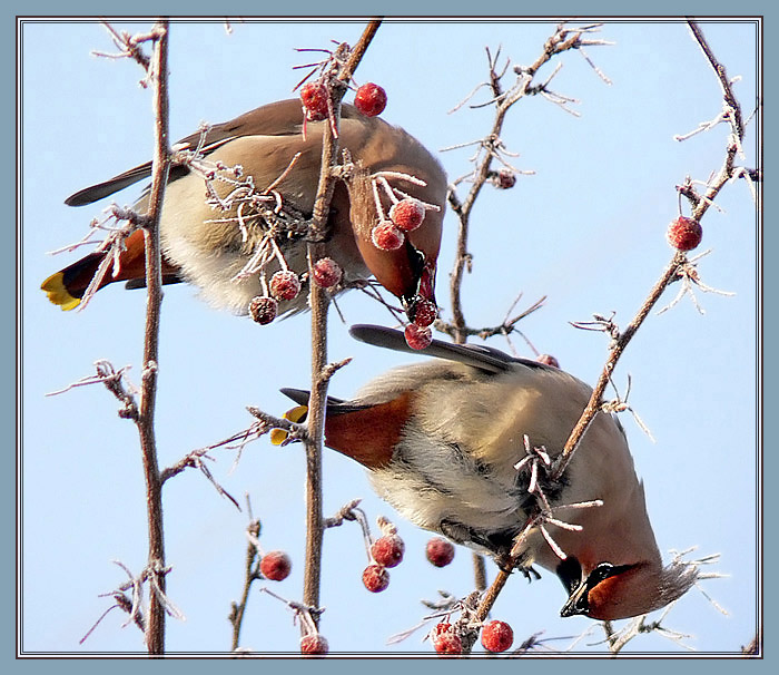 photo "The frozen breakfast." tags: nature, montage, wild animals