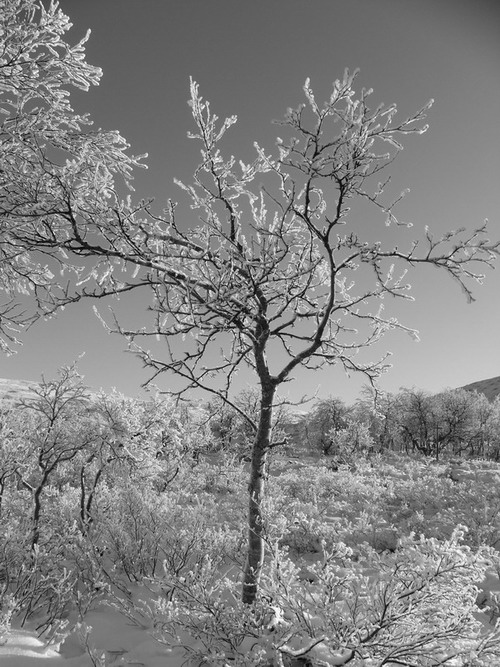 photo "***" tags: nature, black&white, flowers