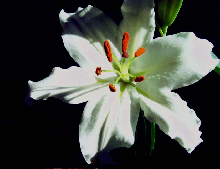 photo "Lillium Regale" tags: macro and close-up, nature, flowers