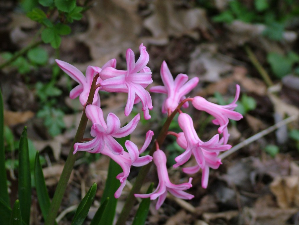 photo "Pink Passion" tags: landscape, spring