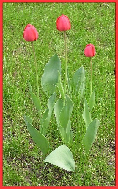 photo "***" tags: nature, flowers