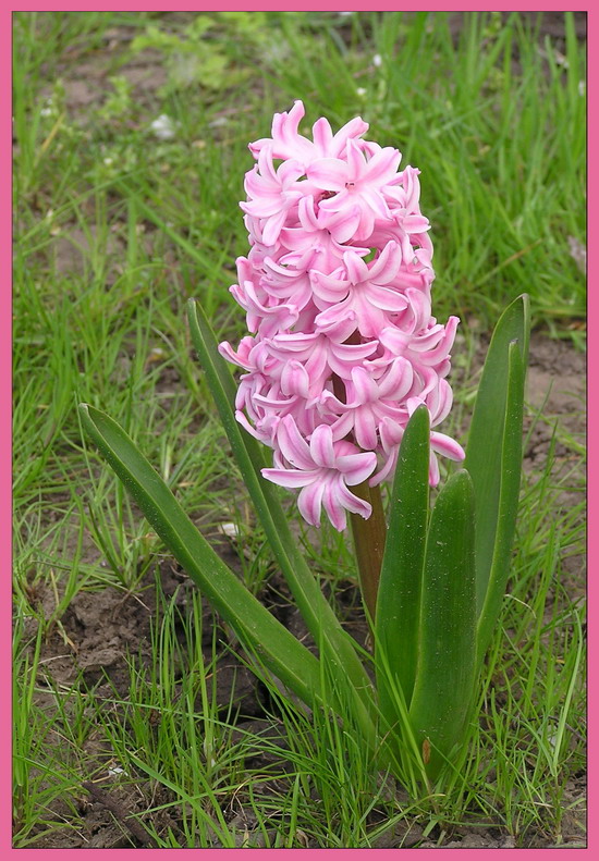 фото "first hyacinth" метки: природа, цветы