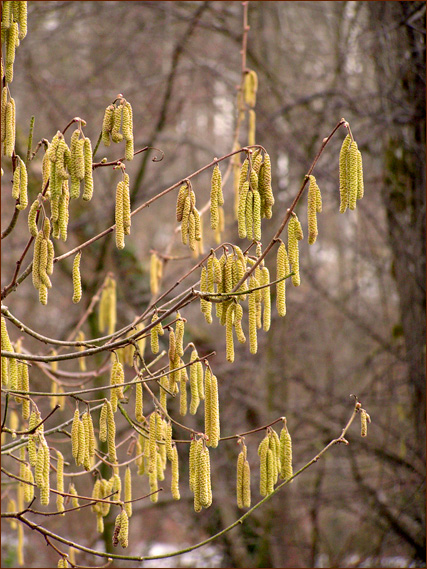 фото "Скоро уже :)" метки: природа, цветы