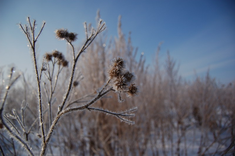 photo "Winter of my memory" tags: landscape, winter