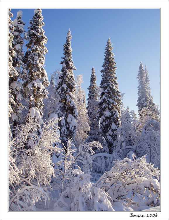 photo "Fantastic wood." tags: landscape, forest, winter