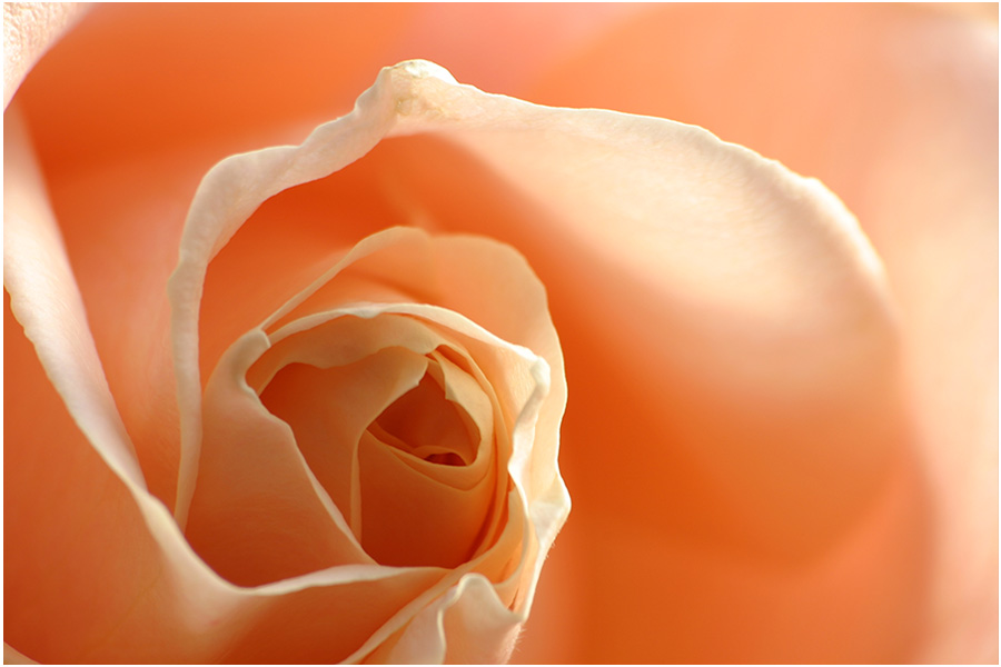 фото "Silk bathed in light" метки: природа, цветы