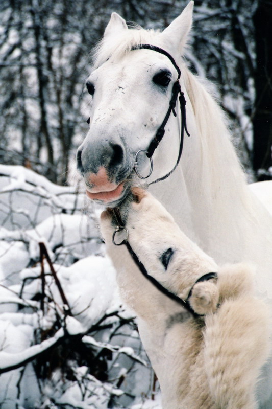 photo "***" tags: landscape, nature, pets/farm animals, winter
