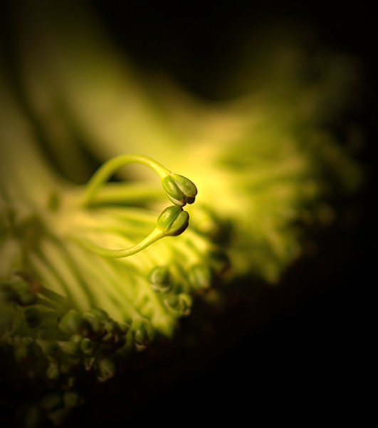 photo "i n t i m a c y" tags: macro and close-up, 