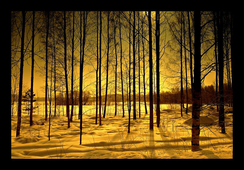 фото "Lights in the woods" метки: пейзаж, зима