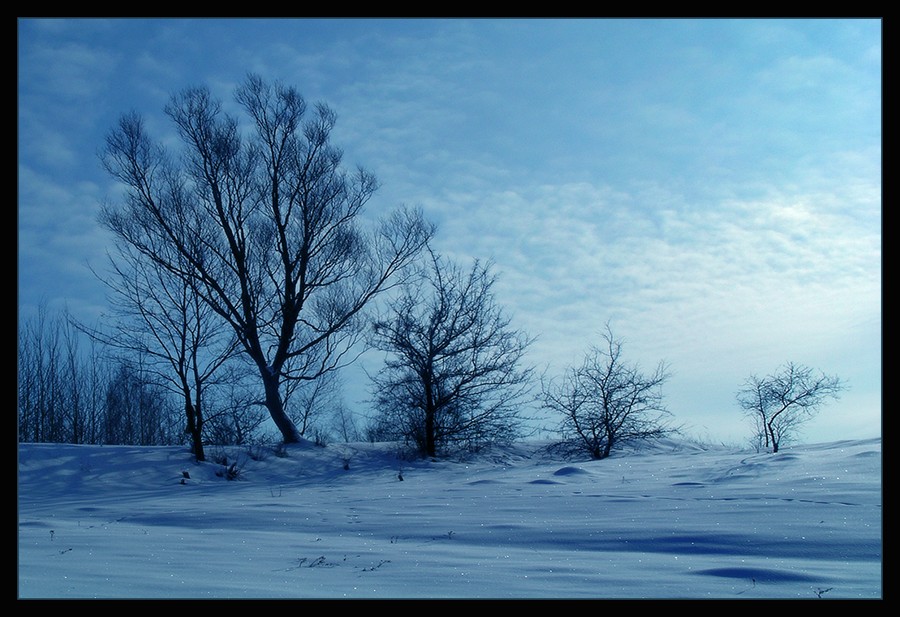 photo "Cold." tags: landscape, winter