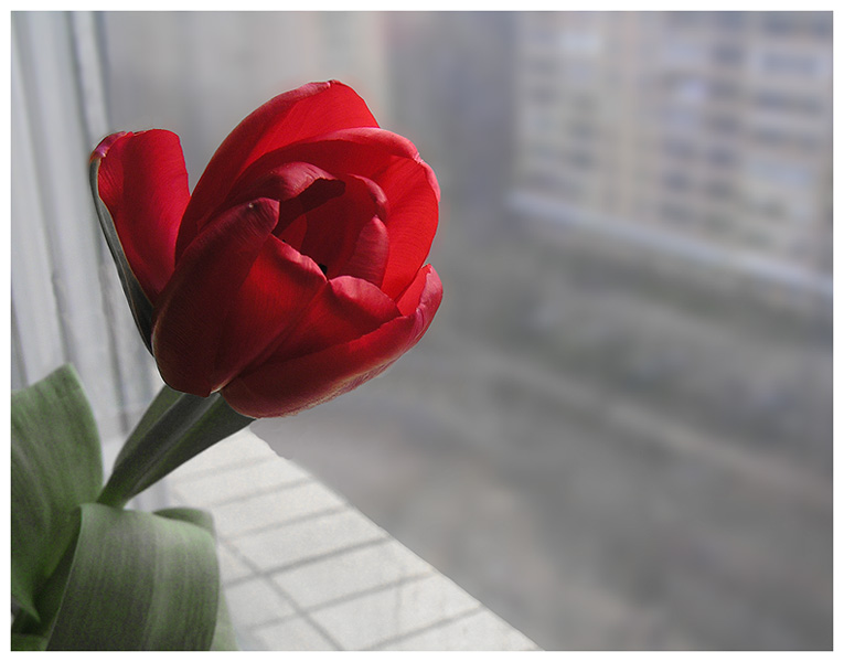 photo "***" tags: nature, flowers