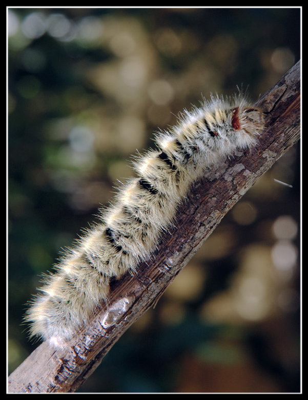 photo "***" tags: macro and close-up, 