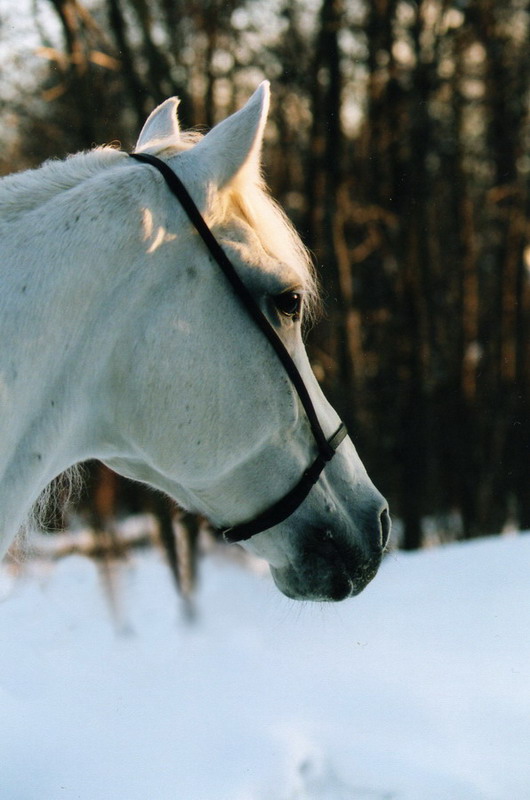 photo "***" tags: portrait, nature, pets/farm animals